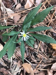 Symphyotrichum elliottii