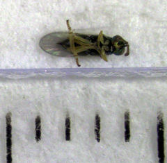 Psyllaephagus bliteus