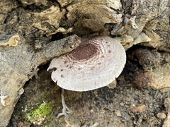 Minoriopsis