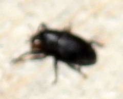 Tyloderma baridium