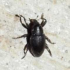 Tyloderma baridium