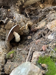 Minoriopsis