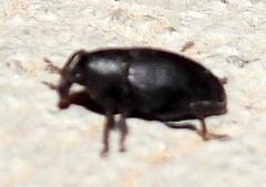 Tyloderma baridium