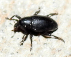 Tyloderma baridium