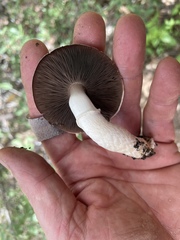 Minoriopsis