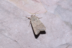 Agrochola humilis