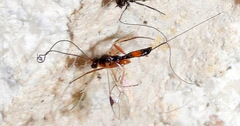 Charmontinae