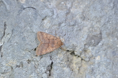 Agrochola pistacinoides