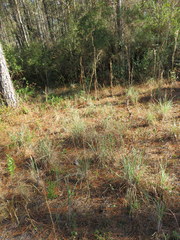 Andropogon cretaceus