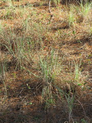 Andropogon cretaceus
