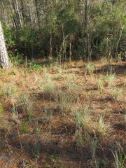 Andropogon cretaceus
