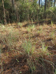 Andropogon cretaceus