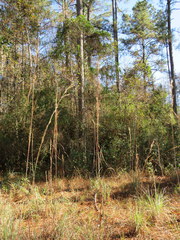 Andropogon cretaceus