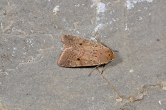 Agrochola blidaensis