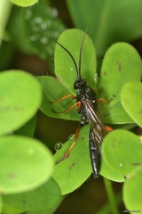 Limerodops