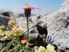 Erigeron asperugineus