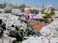 Erigeron asperugineus