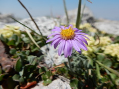 Erigeron asperugineus
