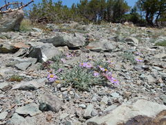 Erigeron asperugineus