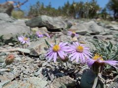 Erigeron asperugineus