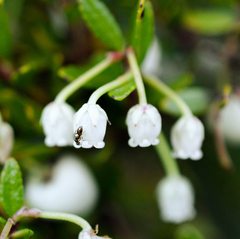 Gaultheria poeppigii