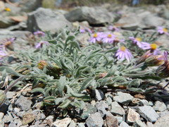Erigeron asperugineus