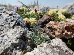 Erigeron asperugineus