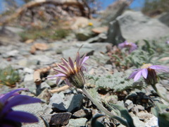 Erigeron asperugineus