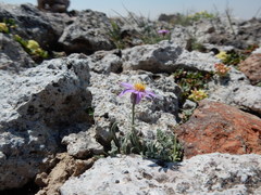 Erigeron asperugineus