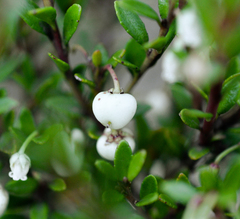 Gaultheria poeppigii