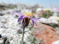 Erigeron asperugineus
