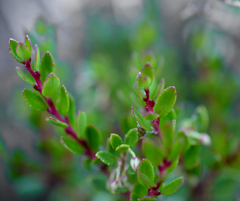 Gaultheria poeppigii