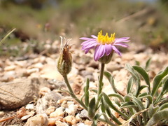 Erigeron asperugineus