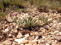 Erigeron asperugineus