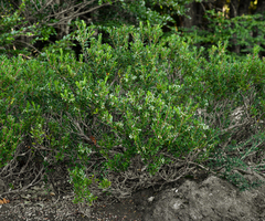 Gaultheria poeppigii