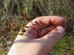 Hypericum brachyphyllum