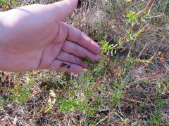 Hypericum brachyphyllum
