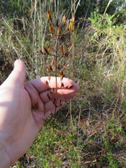 Hypericum brachyphyllum