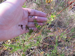 Hypericum brachyphyllum