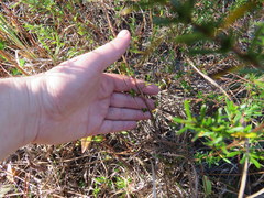 Hypericum brachyphyllum