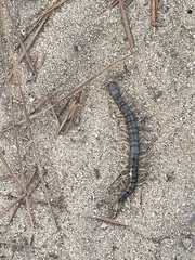 Hemiscolopendra