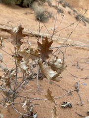 Quercus havardii