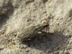 Sitona discoideus