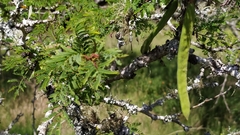 Vachellia astringens