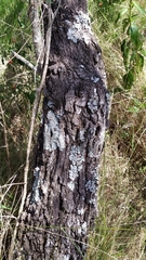 Vachellia astringens