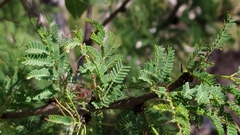 Vachellia astringens