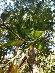 Laureliopsis philippiana