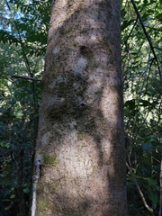 Laureliopsis philippiana
