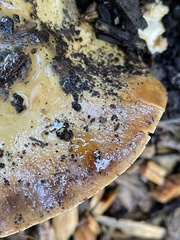 Cortinarius vellingae