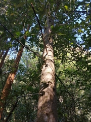 Laureliopsis philippiana